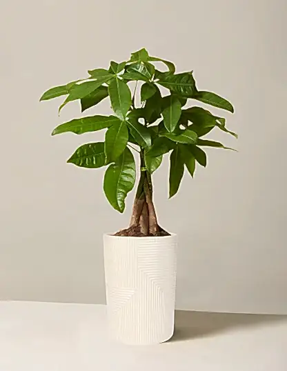 Money Tree Plant