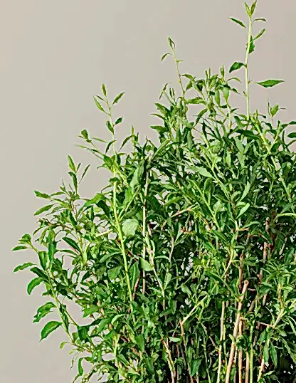 Goji Berry