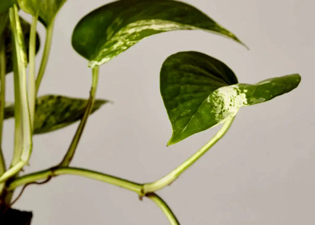 Golden Pothos