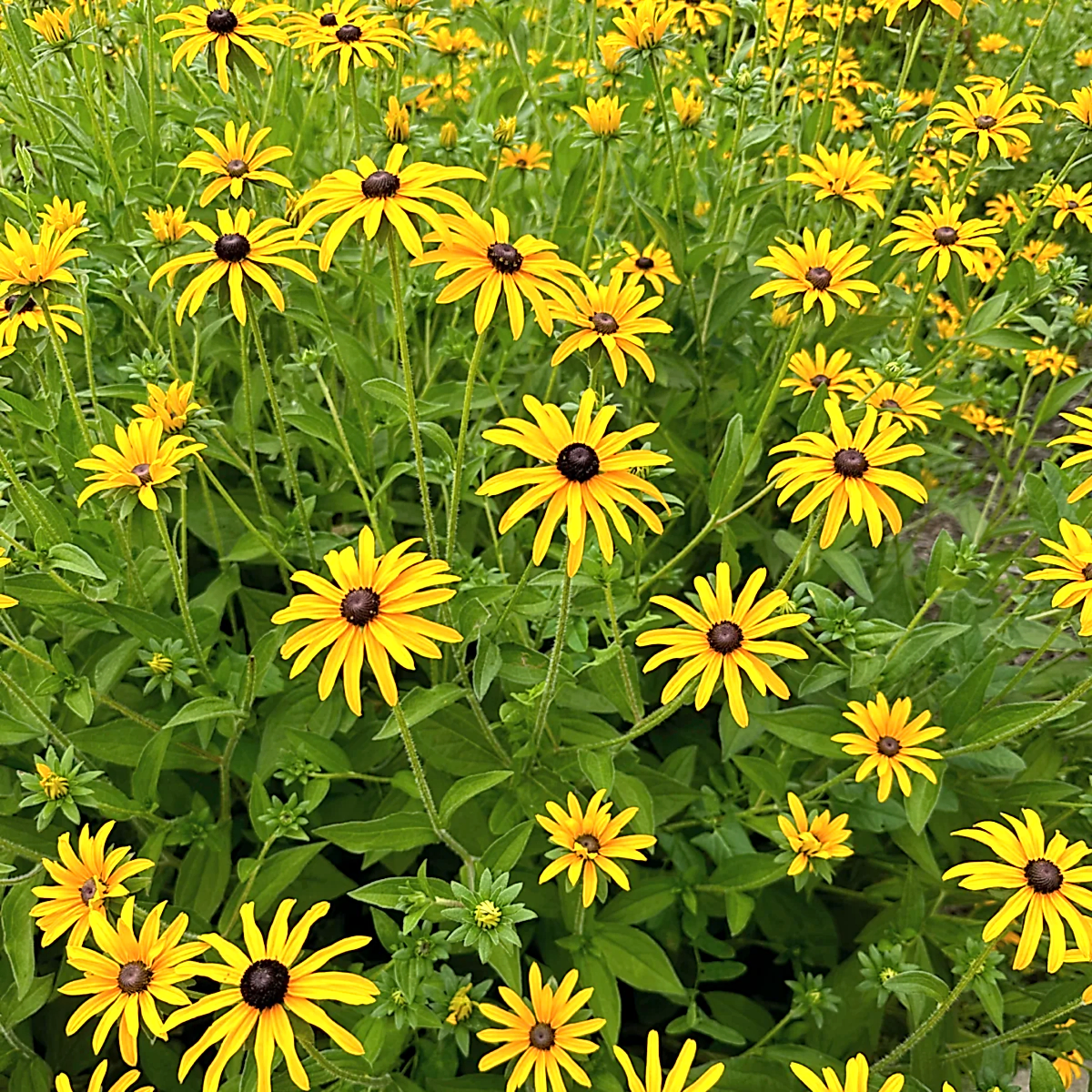 Goldsturm Black-Eyed Susan