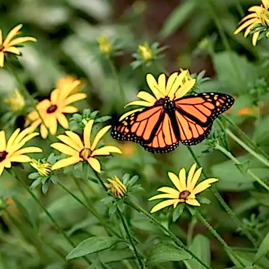 Goldsturm Black-Eyed Susan