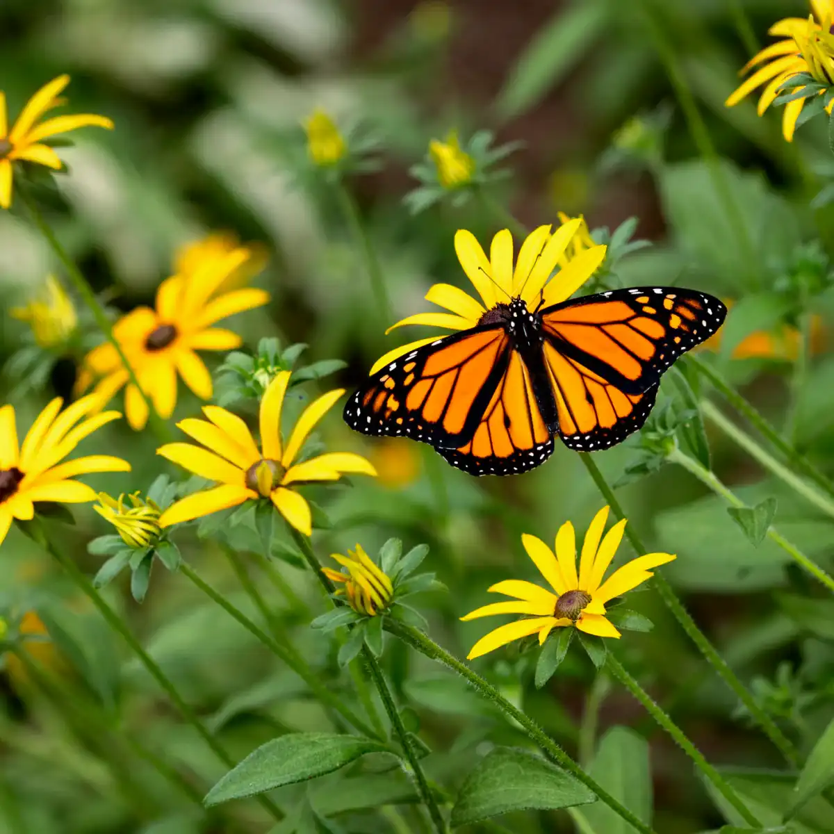 Goldsturm Black-Eyed Susan