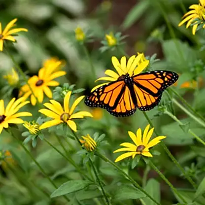 Goldsturm Black-Eyed Susan