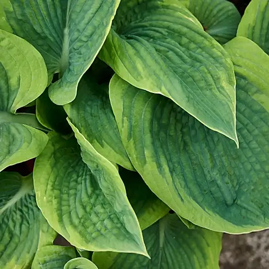 Green Patriot Hosta