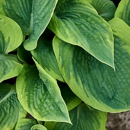 Green Patriot Hosta