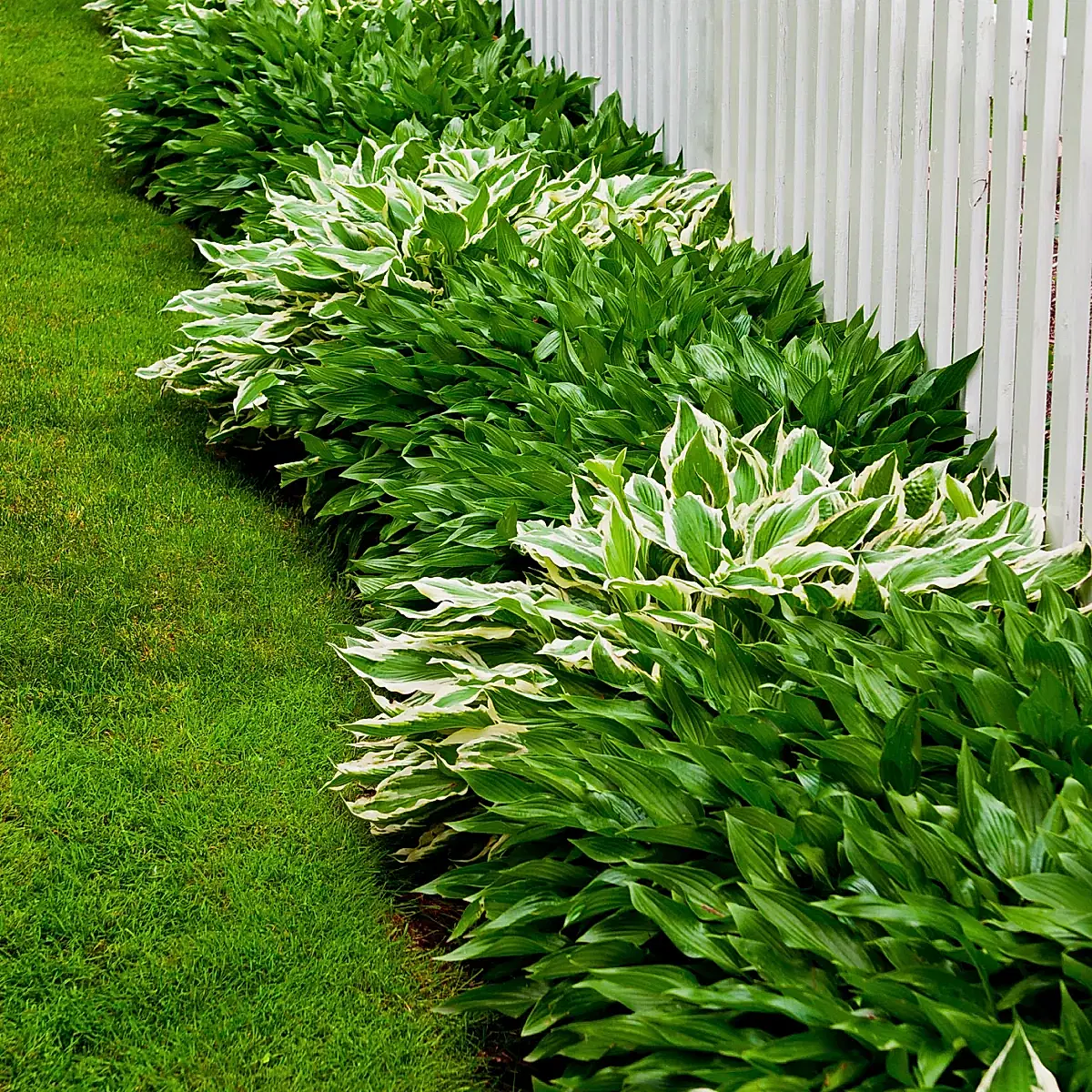 Green Patriot Hosta