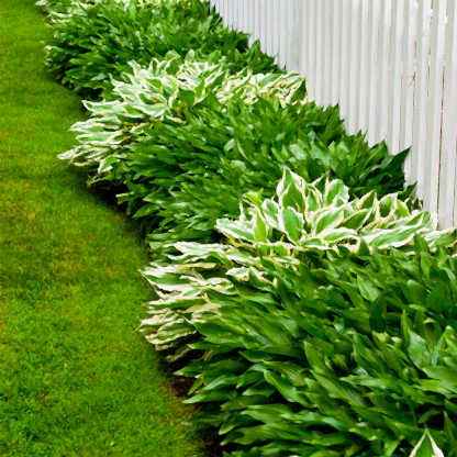 Green Patriot Hosta