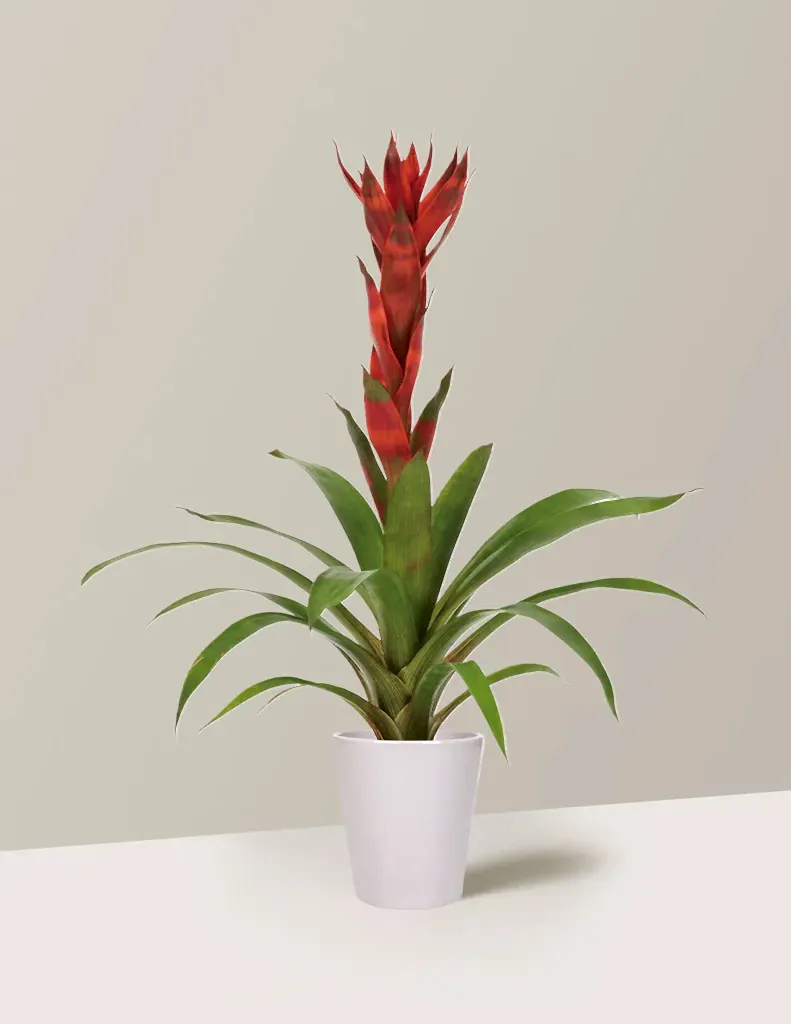 Bromeliad Guzmania 'Marsha'