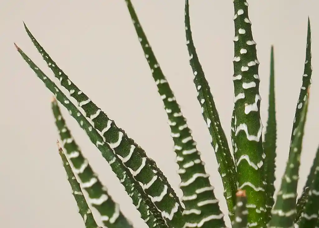 Haworthia