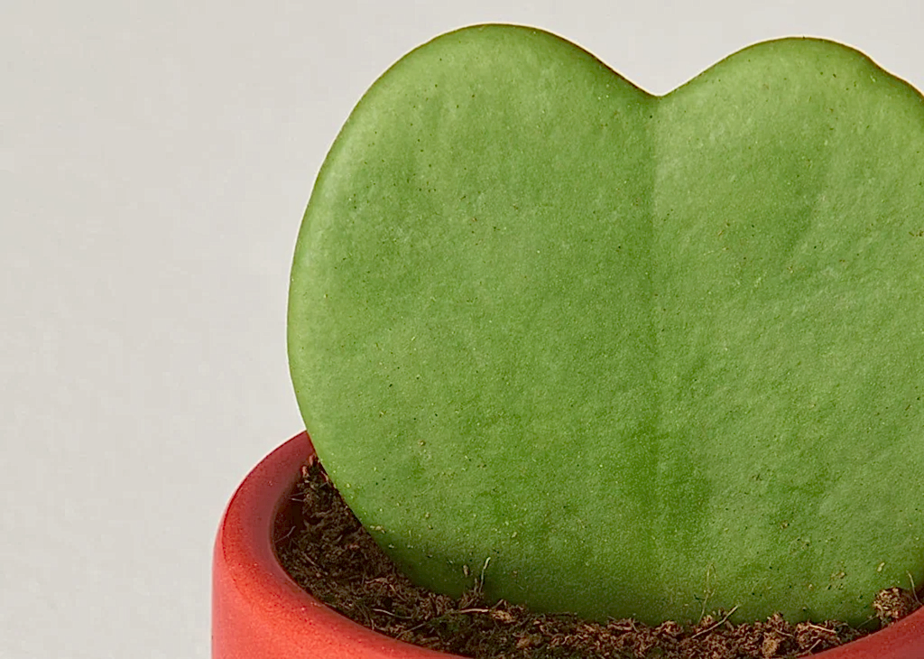 Hoya Heart