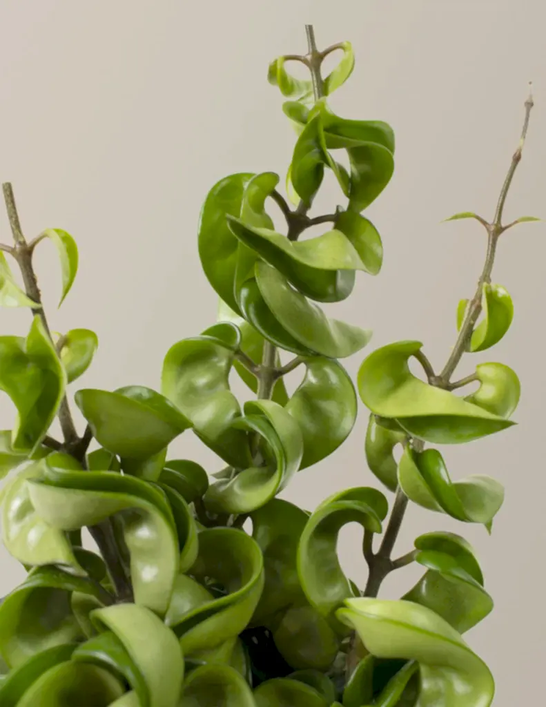 Hoya Hindu Rope
