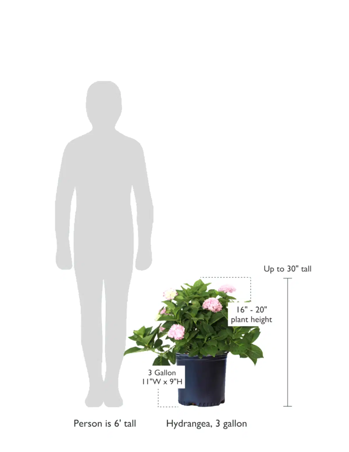 size-guide