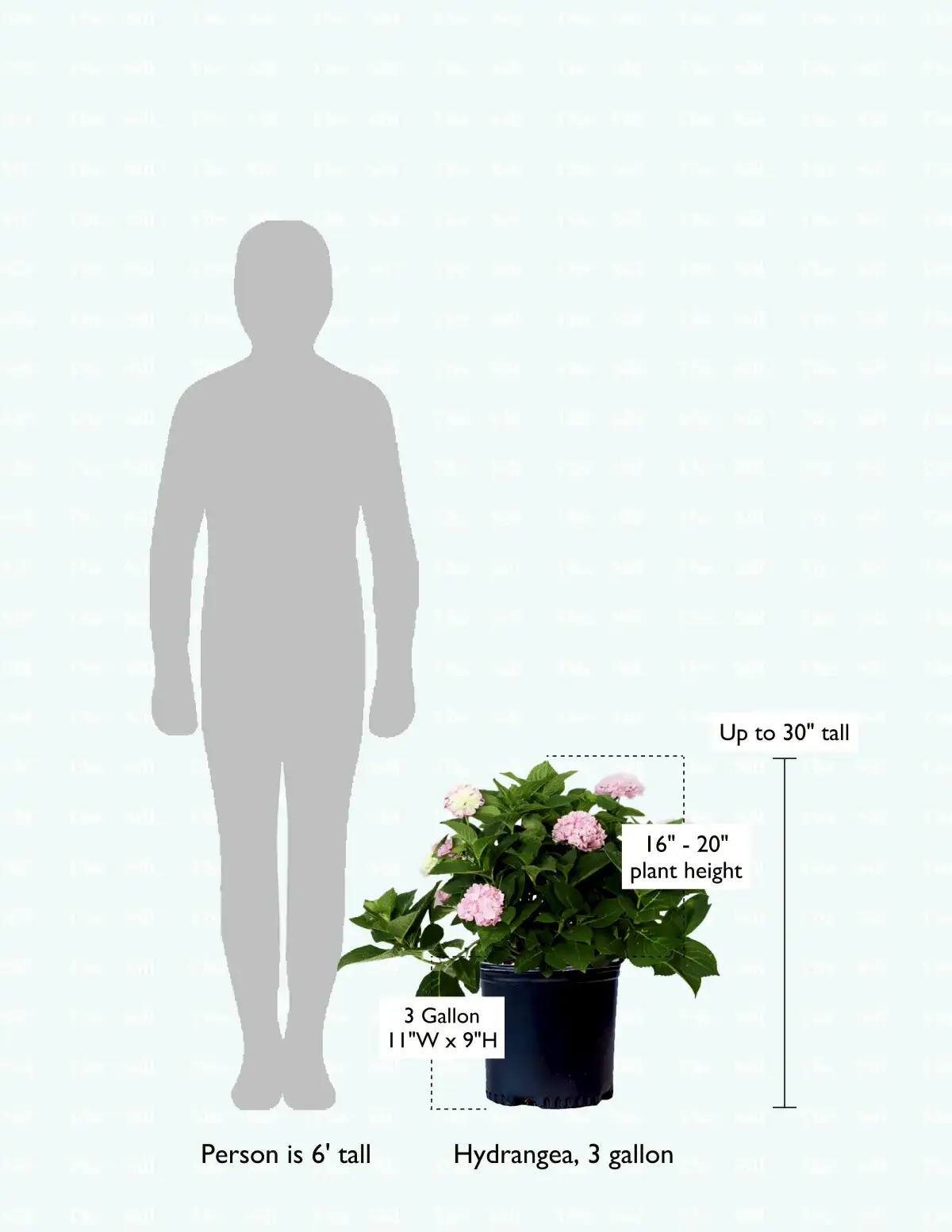 size-guide