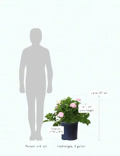size-guide