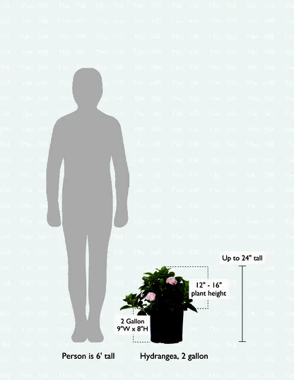 size-guide