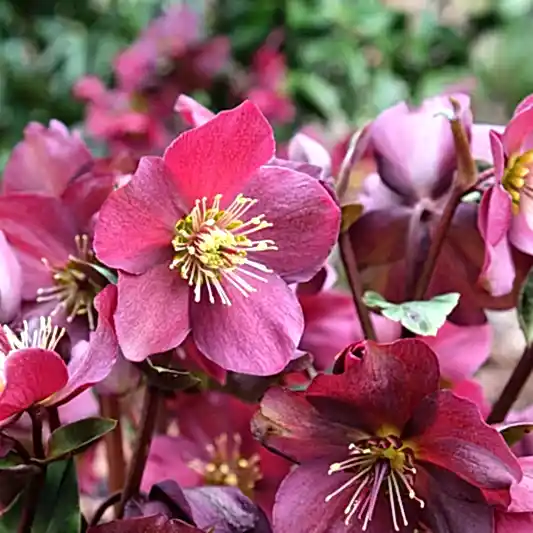 Ice N' Roses® Red Helleborus