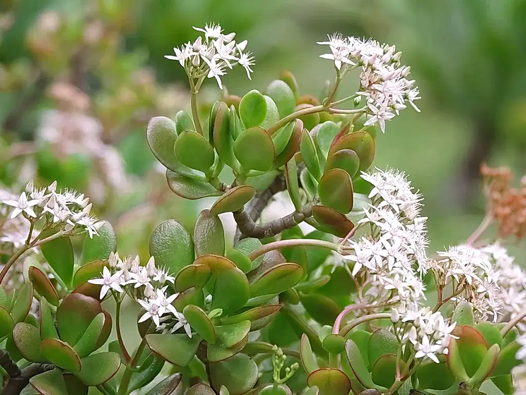 Jade Plant