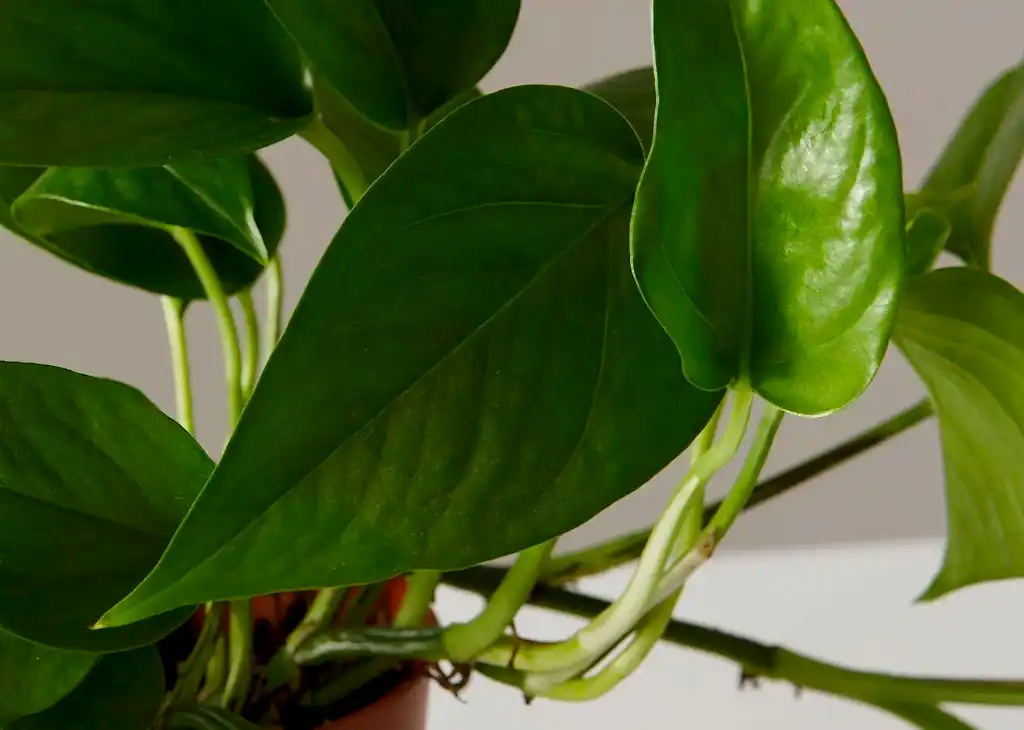 Jade Pothos