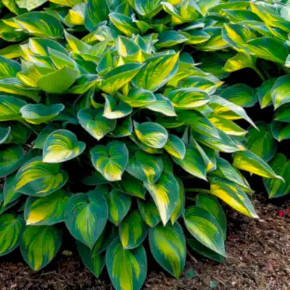 June Hosta