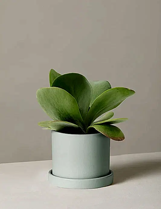 Kalanchoe Flapjack