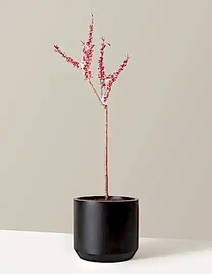 Bonfire Patio Peach Plant