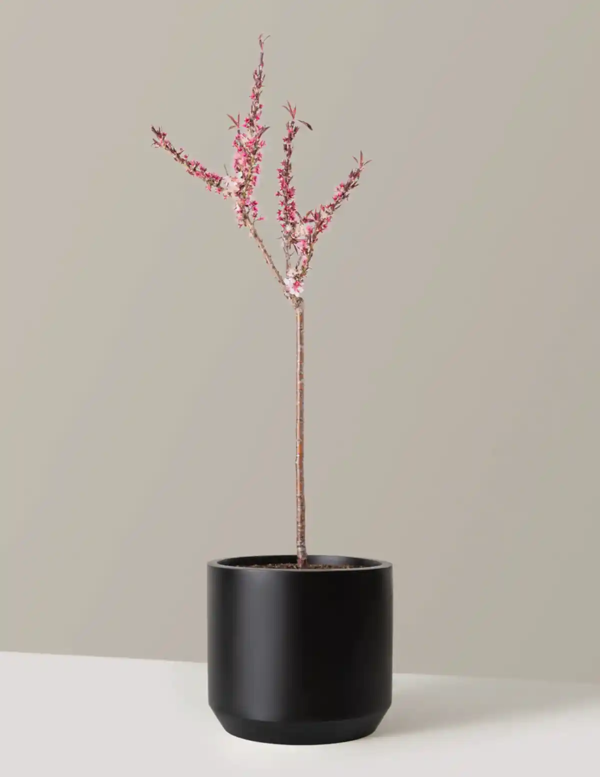Bonfire Patio Peach Plant
