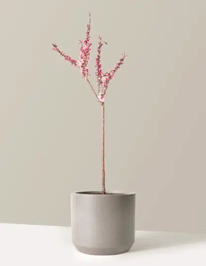 Bonfire Patio Peach Plant