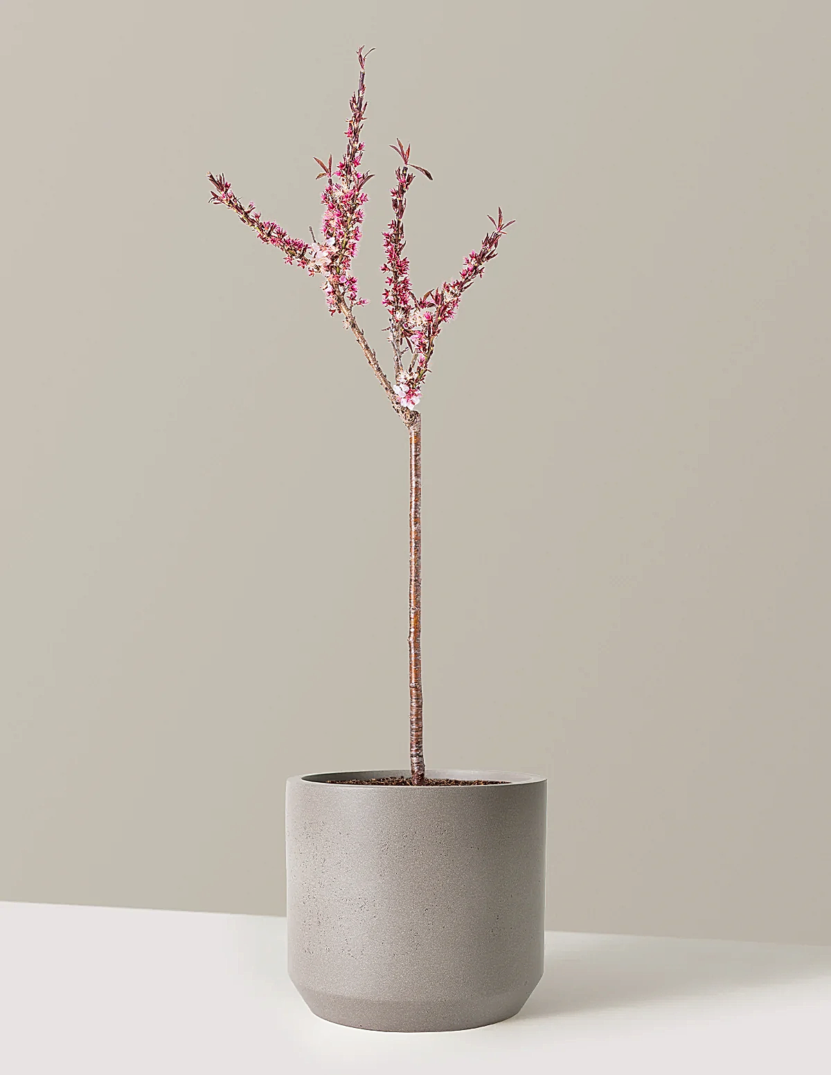 Bonfire Patio Peach Plant