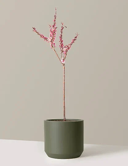 Bonfire Patio Peach Plant