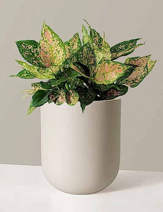 Large Aglaonema Lucky Red