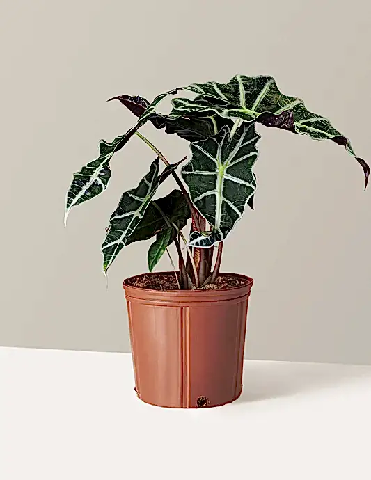 Alocasia Amazonica