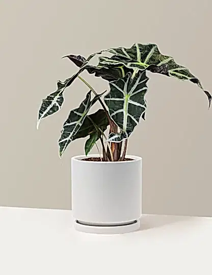 Alocasia Amazonica