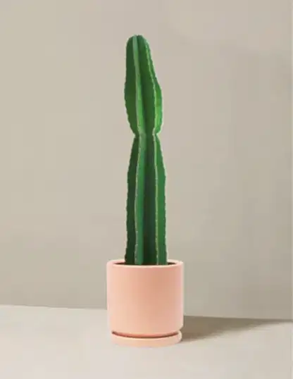 Large Peruvian Apple Cactus