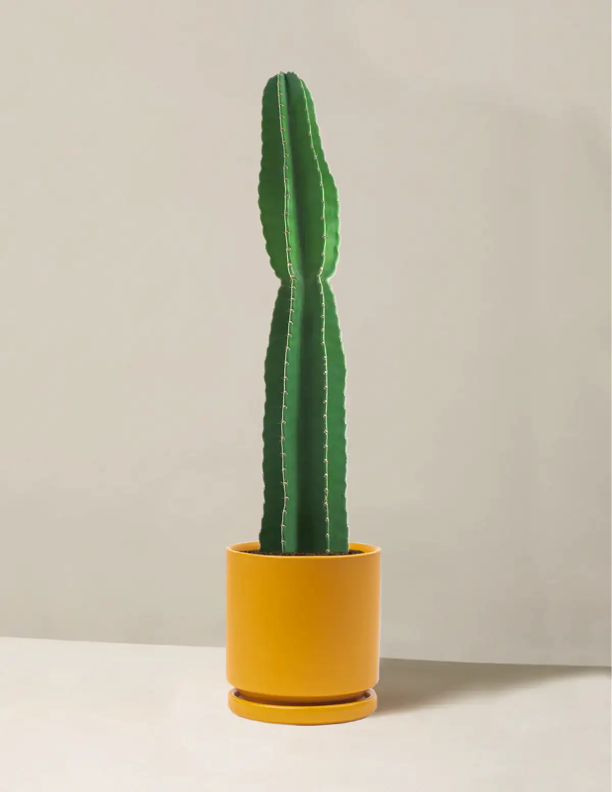 Large Peruvian Apple Cactus