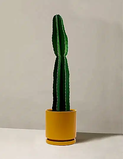 Large Peruvian Apple Cactus