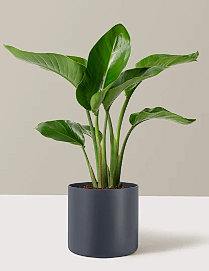 Bird of Paradise