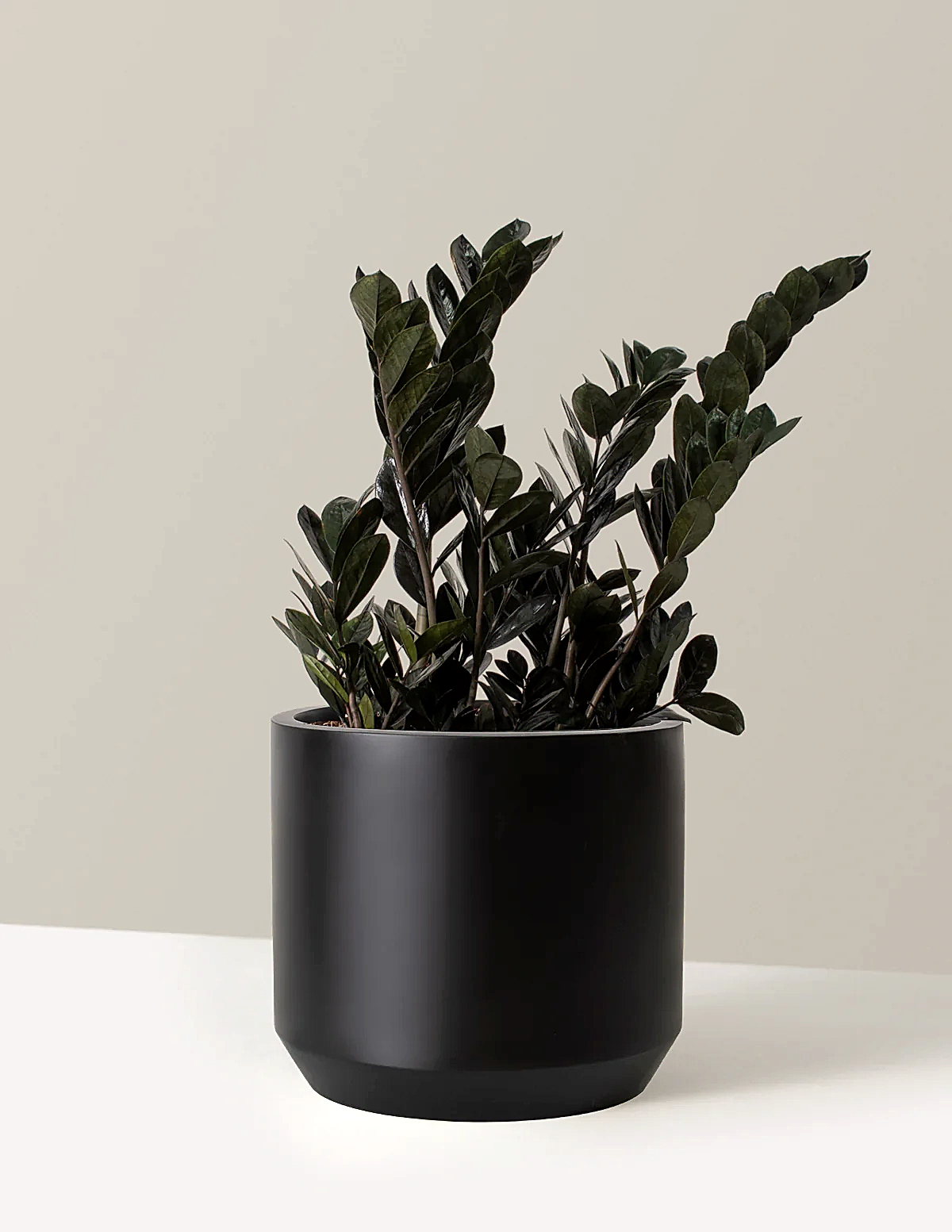 Black ZZ Plant