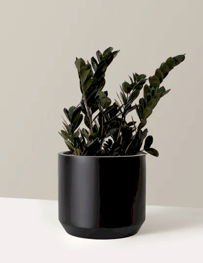 Black ZZ Plant