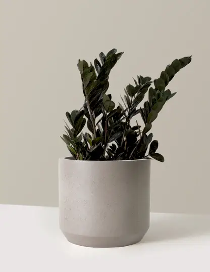 Black ZZ Plant