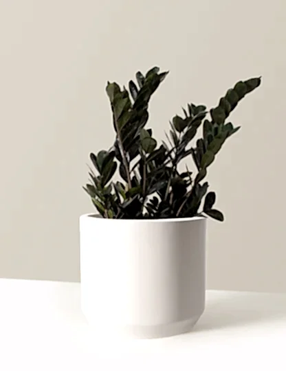 Black ZZ Plant