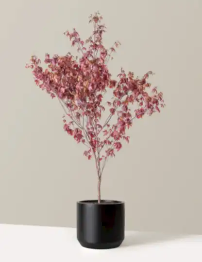 Bloodgood Japanese Maple