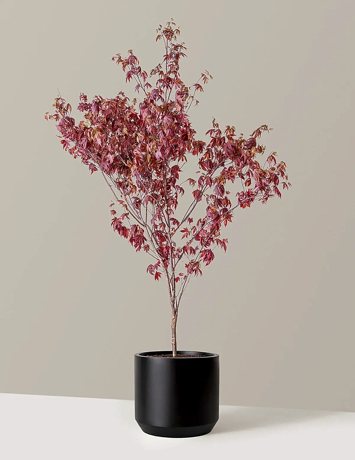 Bloodgood Japanese Maple