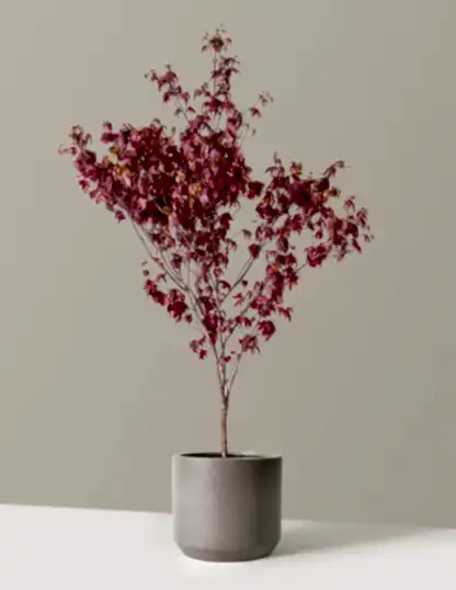 Bloodgood Japanese Maple