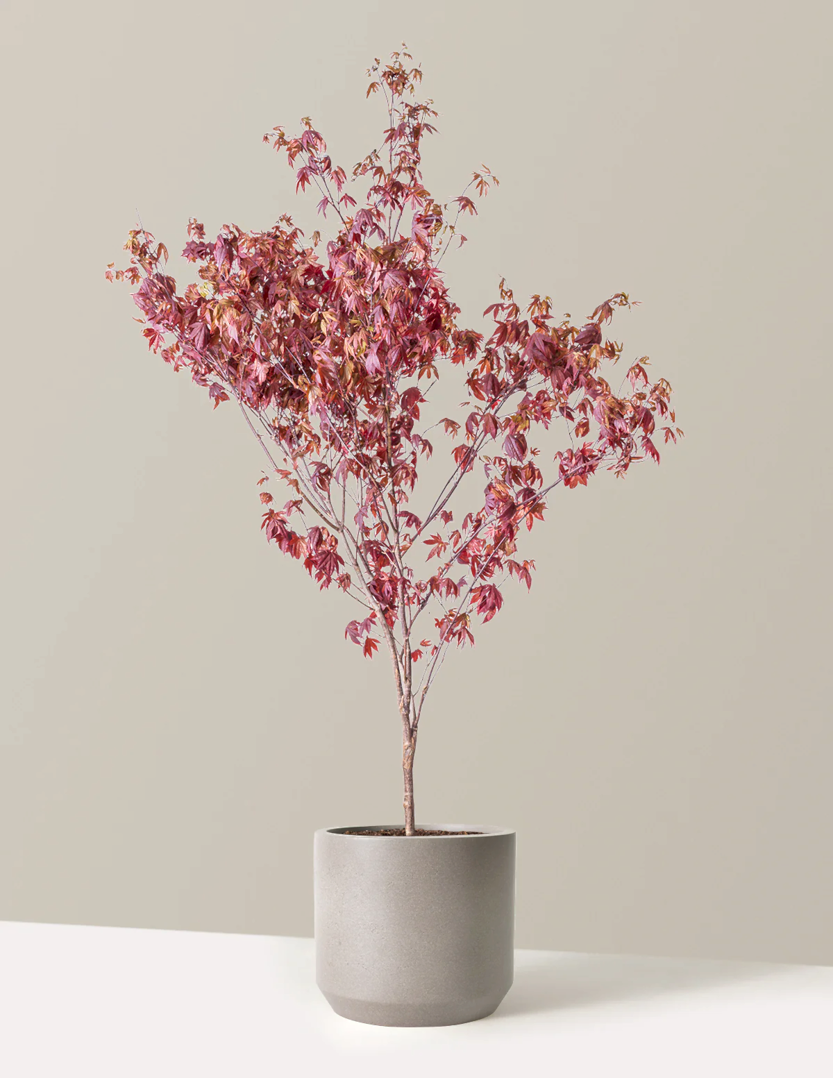 Bloodgood Japanese Maple