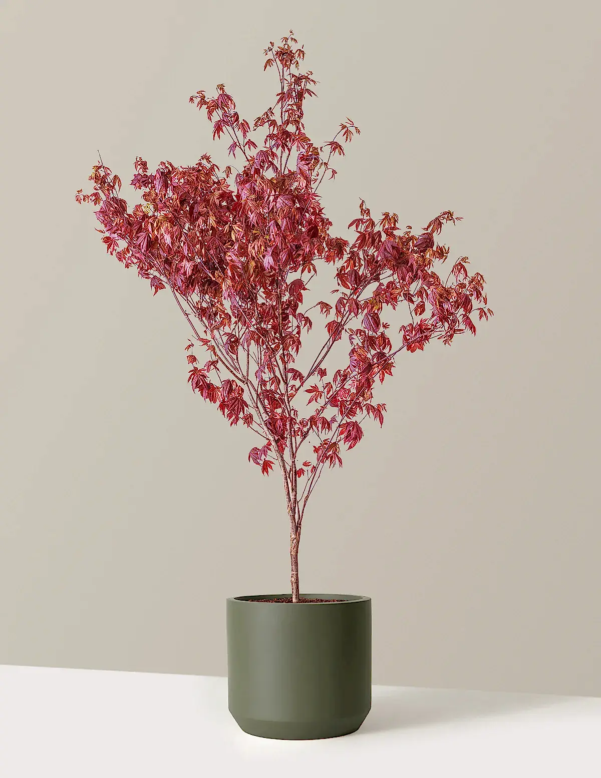 Bloodgood Japanese Maple