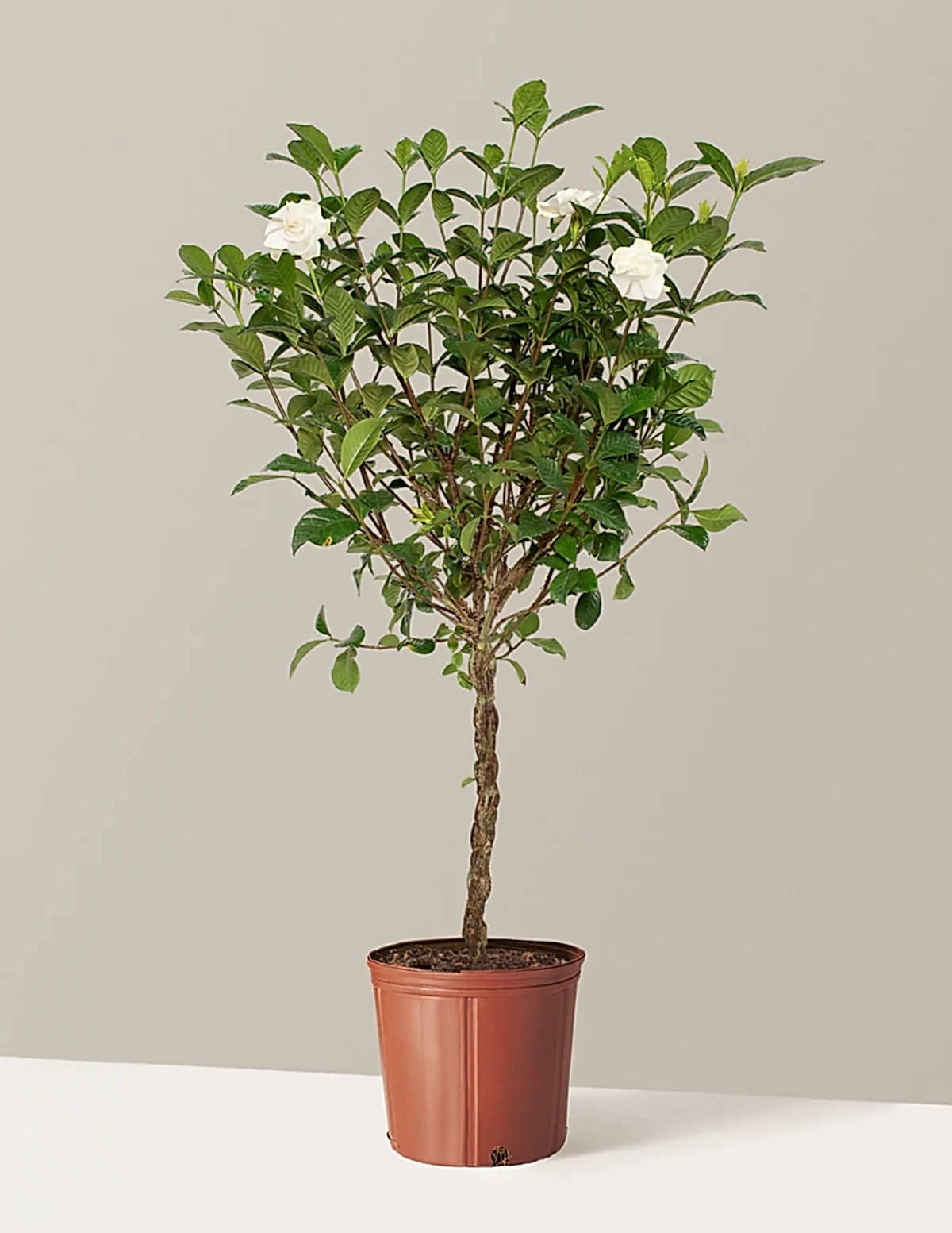 Large Braided Gardenia