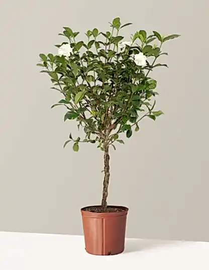 Large Braided Gardenia