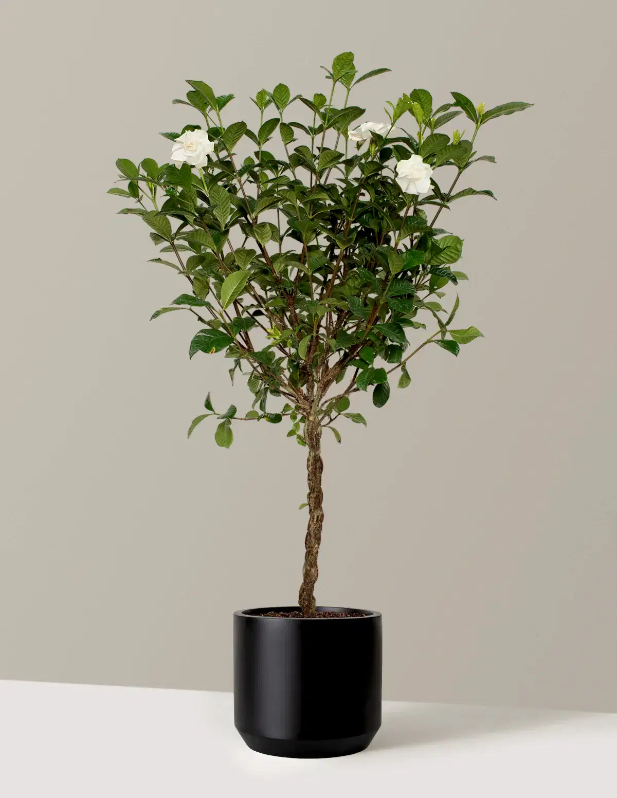 Large Braided Gardenia
