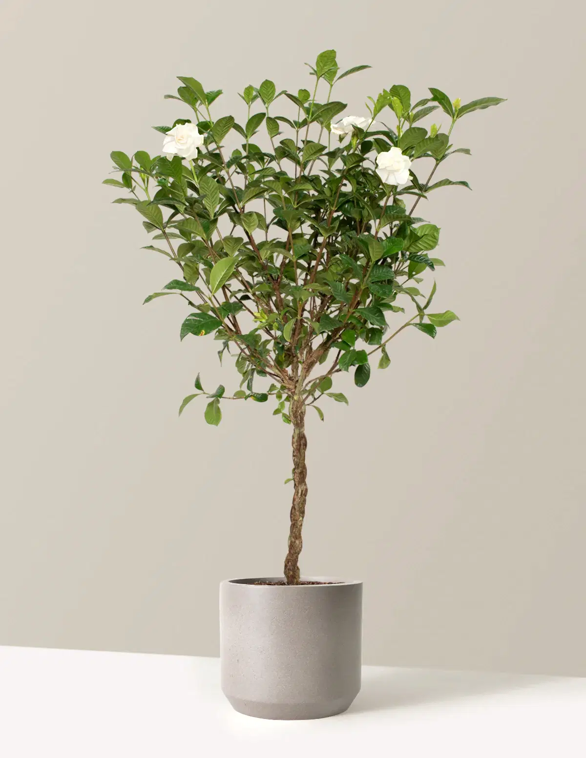 Large Braided Gardenia