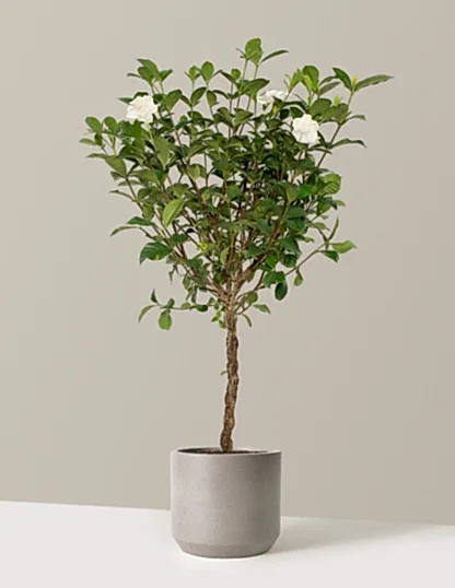 Large Braided Gardenia